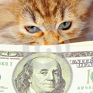 Close up humorous portrait of beautiful cat sniffing money US Dollar bills as symbol of wealth, success and purposefulness