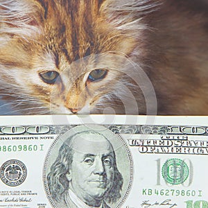 Close up humorous portrait of little beautiful cat sniffing money US Dollar bills as symbol of wealth, success and purposefulness