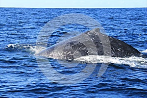 Close up of Hump and back of Deep diving Hump Back Whale Australia