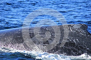 close up of Hump of Deep diving Hump Back Whale Australia