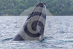 Close-up of a humpback whale breaching