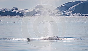 Close up humpback whale surfacing among icebergs with water spout in the Ilulissat Icefjord in Greenland