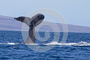 Humpback Whale Tail in Hawaii Ocean Seascape