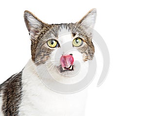 Close-up of Hungry Cat With Tongue Sticking Out