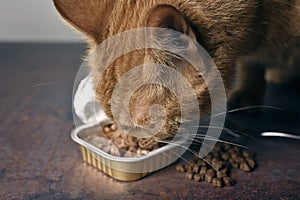 Close-up of hungry ginger cat eating out of ac an of wet cat food.