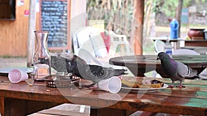 Close-up of hungry pigeons, birds eating leftover food in plates on the table in the country restaurant.