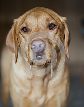 Close up of a hungry yellow labrador retriever dog drooling and salivating