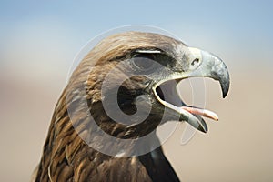 A close-up of a hunting eagle.