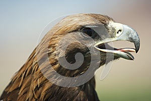 A close-up of a hunting eagle.