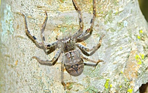 Close-up of huntsman spider