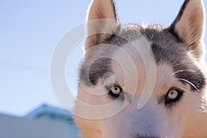 Close-up Husky Dog