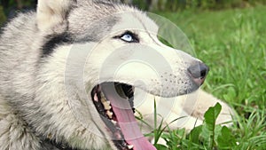 A close-up husky dog, a dog with blue eyes and white gray hair, lies on the green grass.