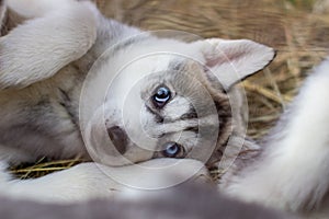 Close-up of husky dog puppies being in a cage and watching