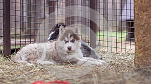 Close-up of husky dog puppies being in a cage and watching