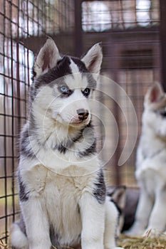 Close-up of husky dog puppies being in a cage and watching