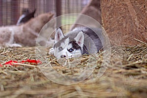 Close-up of husky dog puppies being in a cage and watching