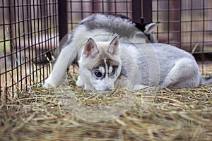 Close-up of husky dog puppies being in a cage and watching