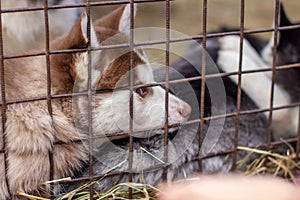 Close-up of husky dog puppies being in a cage and watching