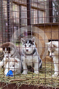 Close-up of husky dog puppies being in a cage and watching