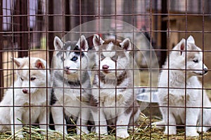 Close-up of husky dog puppies being in a cage and watching