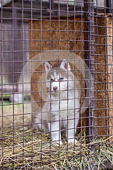 Close-up of husky dog puppies being in a cage and watching