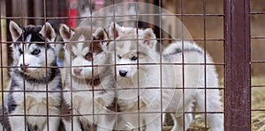 Close-up of husky dog puppies being in a cage and watching