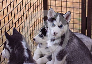 Close-up of husky dog puppies being in a cage and watching