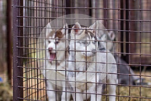 Close-up of husky dog puppies being in a cage and watching
