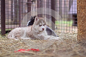 Close-up of husky dog puppies being in a cage and watching