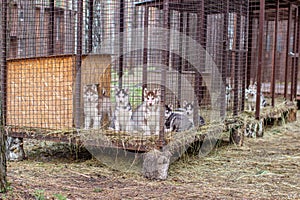 Close-up of husky dog puppies being in a cage and watching