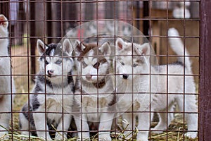 Close-up of husky dog puppies being in a cage and watching