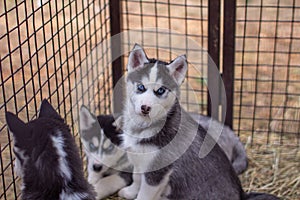 Close-up of husky dog puppies being in a cage and watching