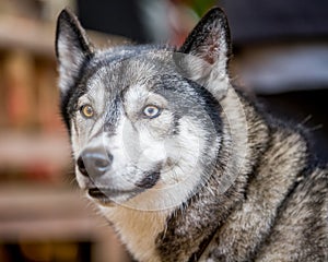 Close up husky with one blue eye and and one brown eye
