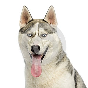 Close-up of a Husky panting, looking at the camera, isolated