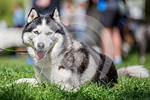 Close up of a husky with very blue eyes lying on grass