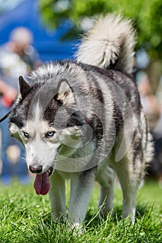 Close up of a husky with very blue eyes walking on grass
