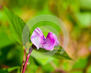 Close up of Hyacinth bean or Lablab purpureus flower