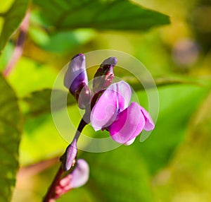 Close up of Hyacinth bean or Lablab purpureus flower