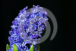 Close-up of hyacinth blue flowers