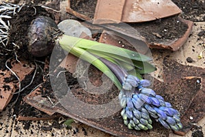 Close up of hyacinth repotting, broken pot