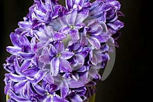 Close-up of hyacinth violet flowers, isolated on a black background