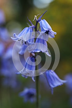 Hyacinthoides hispanica, the Spanish bluebell or wood hyacinth flower in the spring garden photo