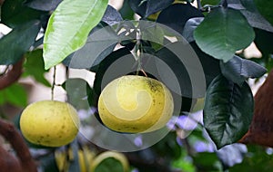 Close up of the hybrid grapefruit citrus `Oroblanco` on the tree