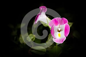 Close up of hybrid wishbone flower