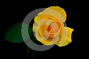 Close up of a hybrid yellow rose on dark background