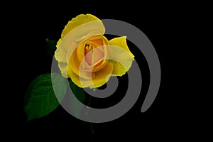 Close up of a hybrid yellow rose on dark background