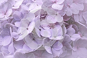 Close up of a hydrangea