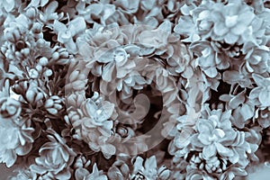 Close up of a hydrangea