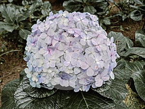 Close Up Hydrangea Flowers in Garden