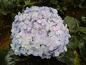 Close Up Hydrangea Flowers in Garden